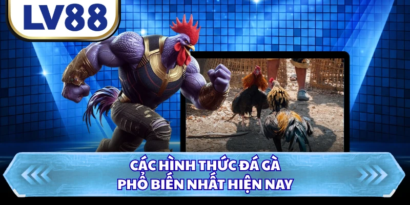 Các hình thức đá gà phố biến nhất hiện nay